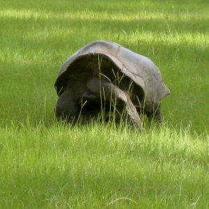 ALDABRAMAN // ALDABRA TORTOISE BREEDERS