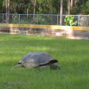 ALDABRAMAN // ALDABRA TORTOISE BREEDERS