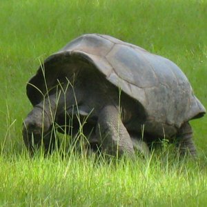 ALDABRA BREEDER