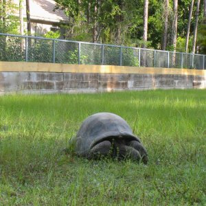 ALDABRA BREEDER