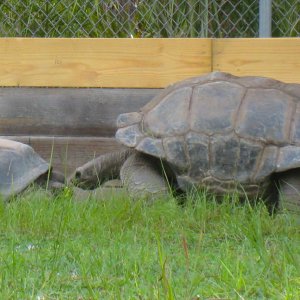 ALDABRA BREEDER