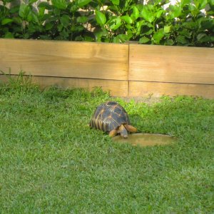 ALDABRA BREEDER