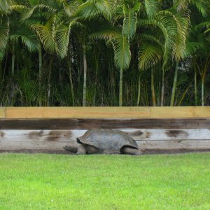 ALDABRA BREEDER