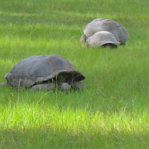 ALDABRA BREEDER