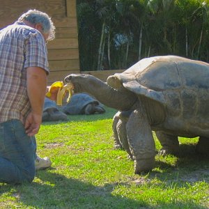 ALDABRA BREEDER