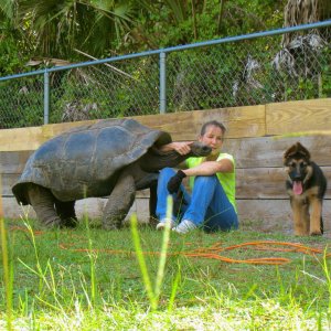 ALDABRA BREEDER
