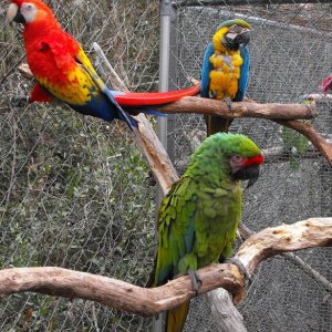Macaws_2