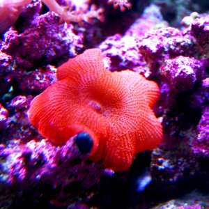 Mushroom_Red_11_30_12_1-2