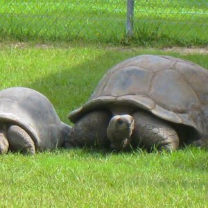 ALDABRA BREEDER
