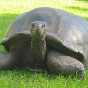 ALDABRA BREEDER