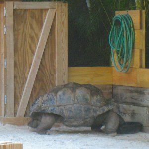 ALDABRA BREEDER