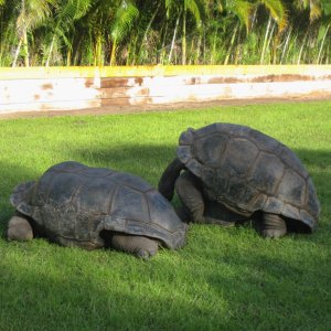 ALDABRA BREEDER