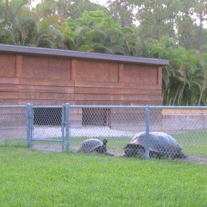ALDABRA BREEDER