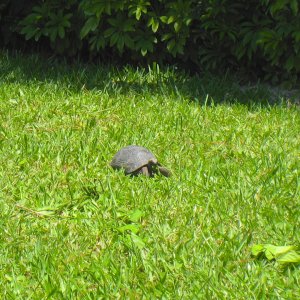 ALDABRA BREEDER