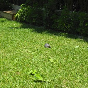 ALDABRA BREEDER