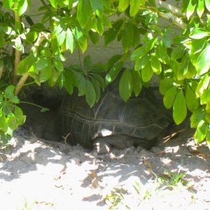 ALDABRA BREEDER
