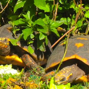 ALDABRA BREEDER