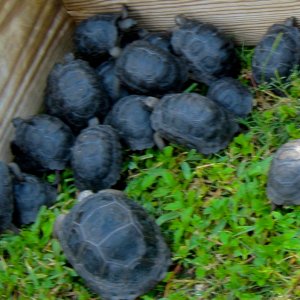 ALDABRA BREEDER