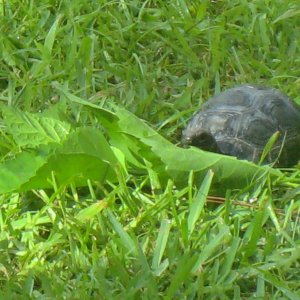 ALDABRA BREEDER