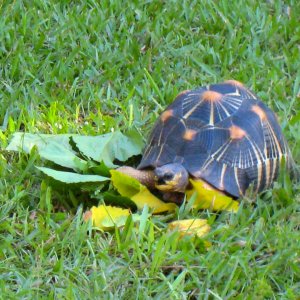 ALDABRA BREEDER