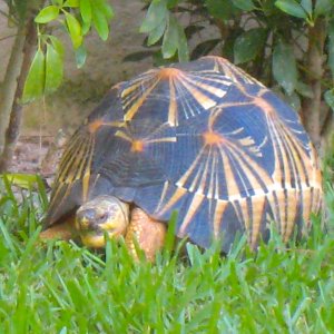 ALDABRA BREEDER