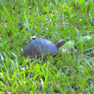 ALDABRA BREEDER