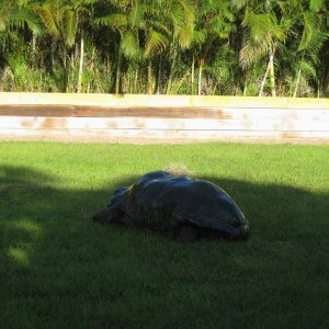 ALDABRA BREEDER
