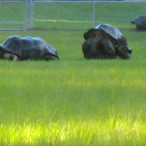 ALDABRA BREEDER