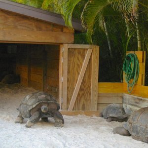 ALDABRA BREEDER