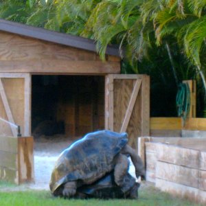 ALDABRA BREEDER