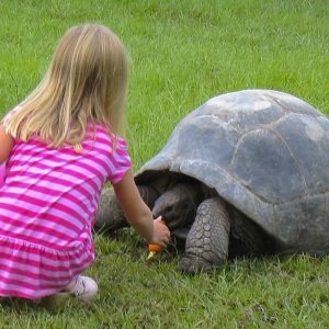 ALDABRA BREEDER