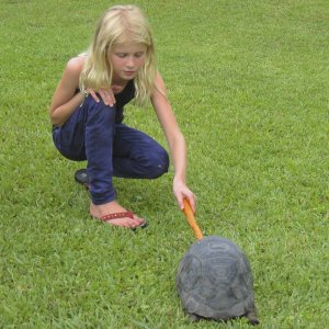 ALDABRA BREEDER