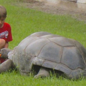 ALDABRA BREEDER