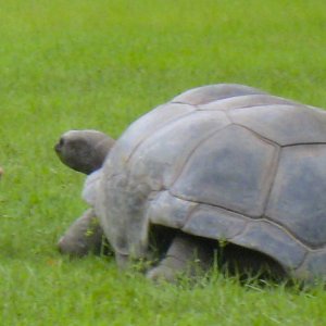 ALDABRA BREEDER