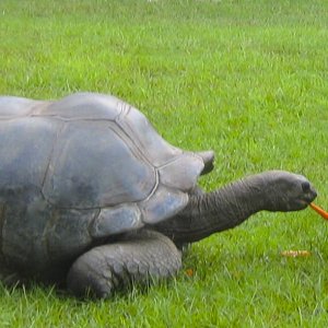 ALDABRA BREEDER