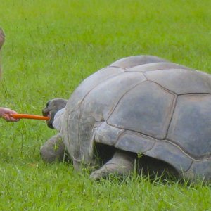 ALDABRA BREEDER