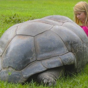 ALDABRA BREEDER