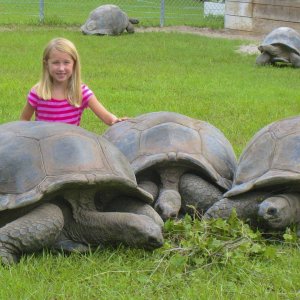 ALDABRA BREEDER