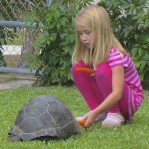 ALDABRA BREEDER