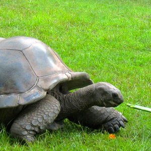 ALDABRA BREEDER