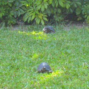 ALDABRA BREEDER