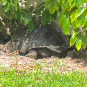 ALDABRA BREEDER
