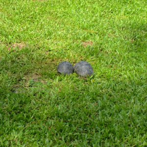 ALDABRA BREEDER