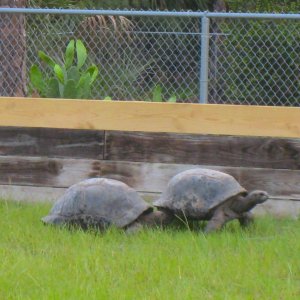 ALDABRA BREEDER