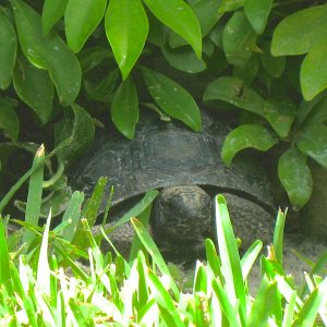 ALDABRA BREEDER