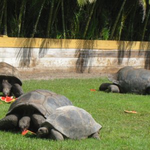 ALDABRA BREEDER