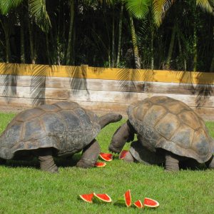 ALDABRA BREEDER