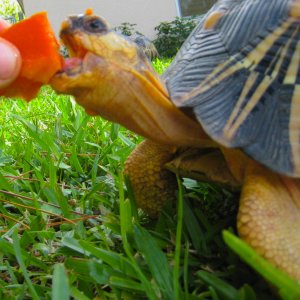 ALDABRA BREEDER
