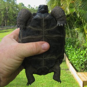 ALDABRA BREEDER