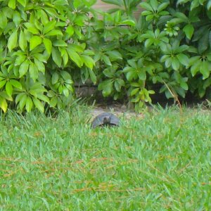 ALDABRA BREEDER